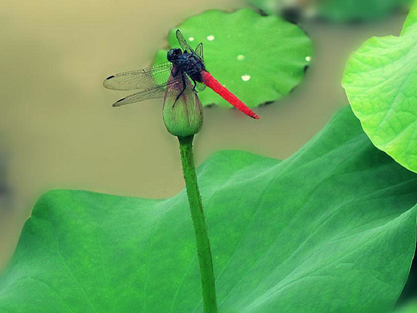 早有蜻蜓立上头.jpg