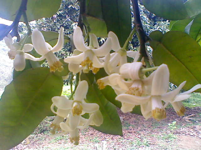 柚子花开.jpg