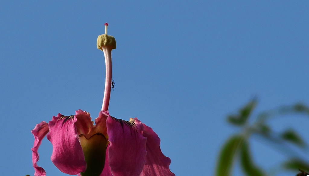 芳蕊不寂寞.jpg