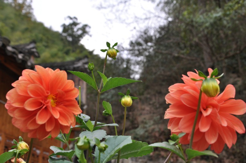 静待花开.jpg