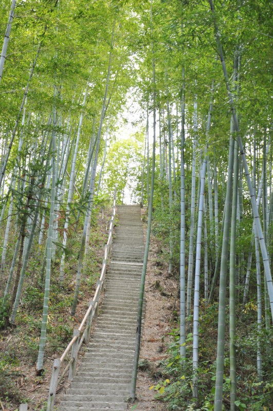 竹林深处.jpg