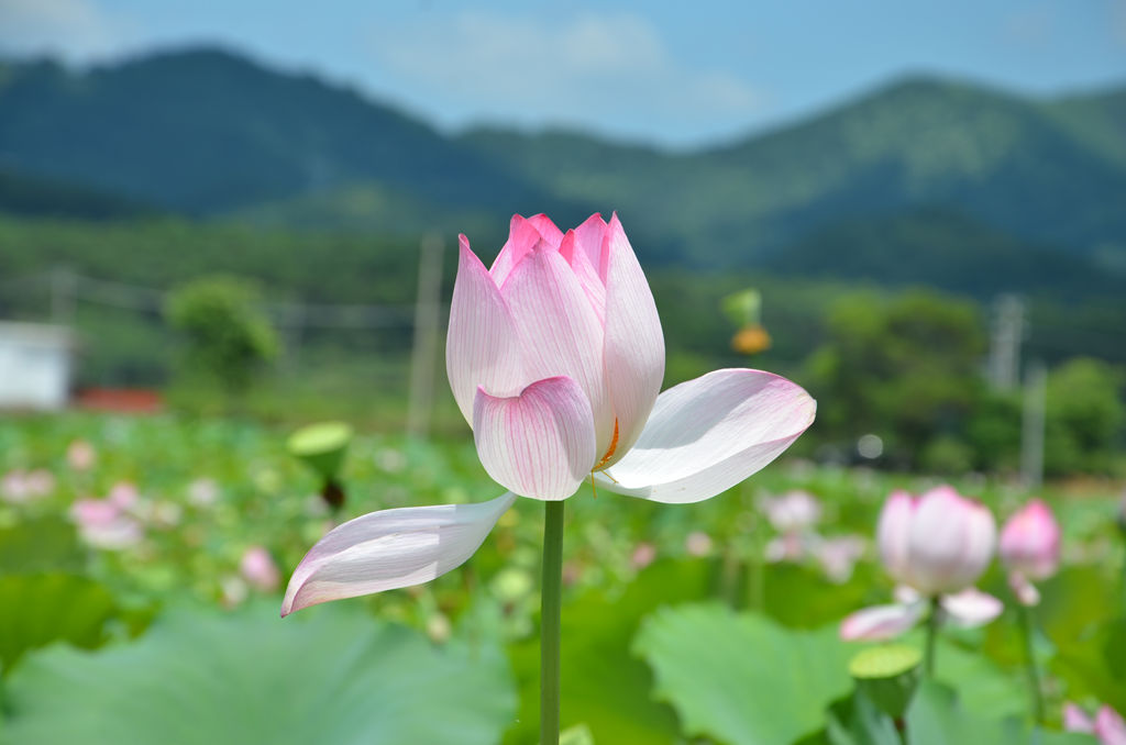 妩媚芬芳.jpg