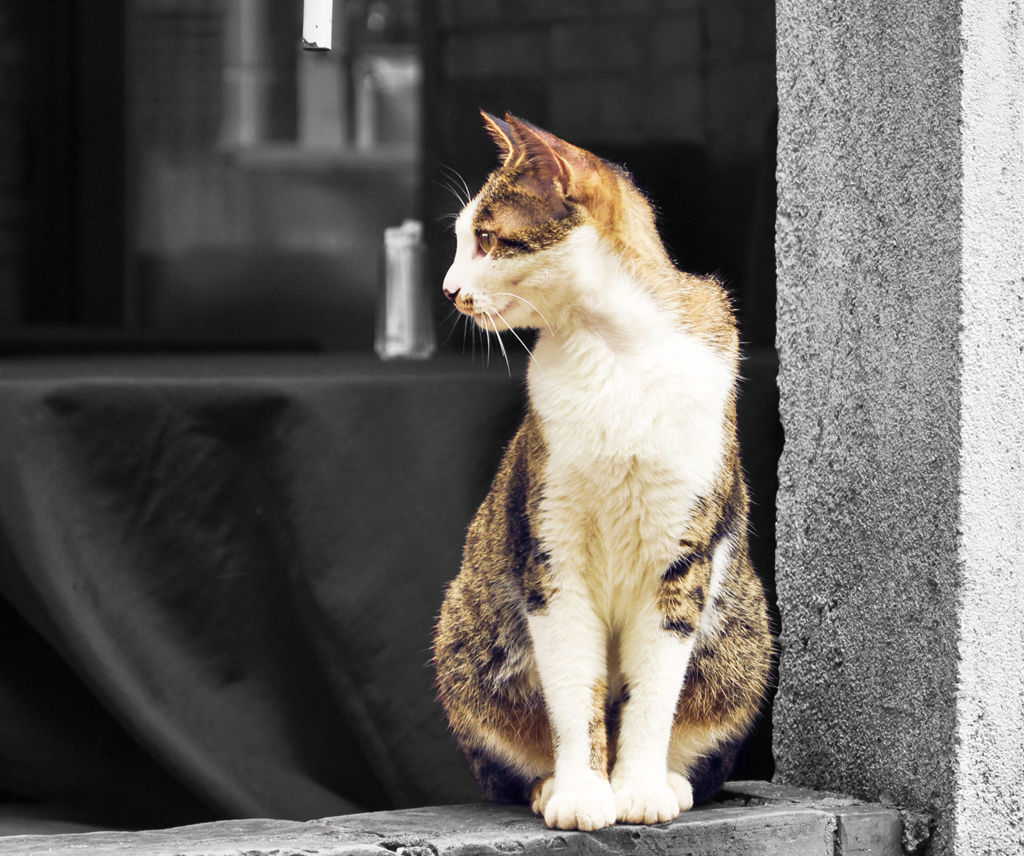 窗台上的猫.jpg