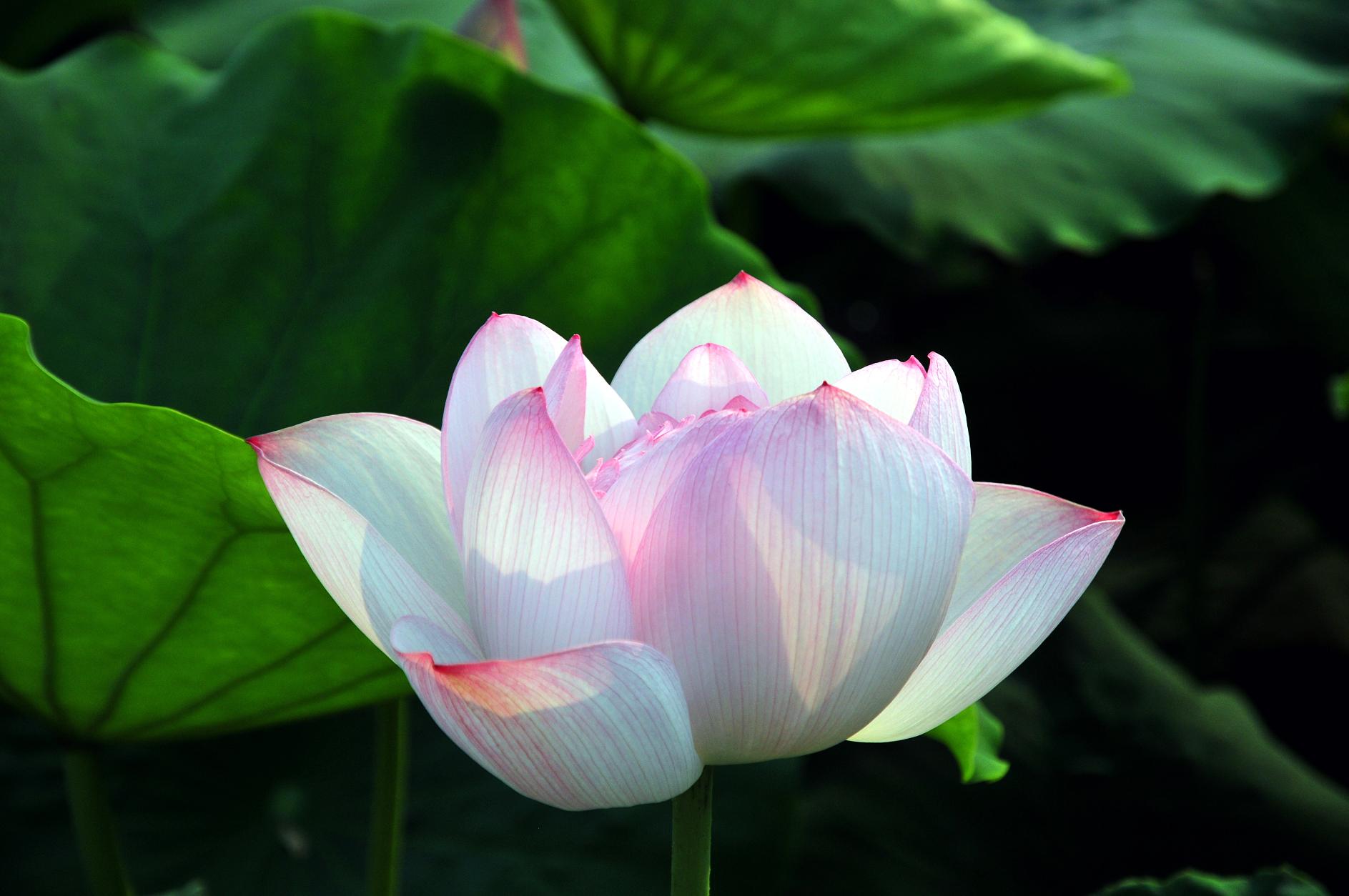 清纯（1）.jpg