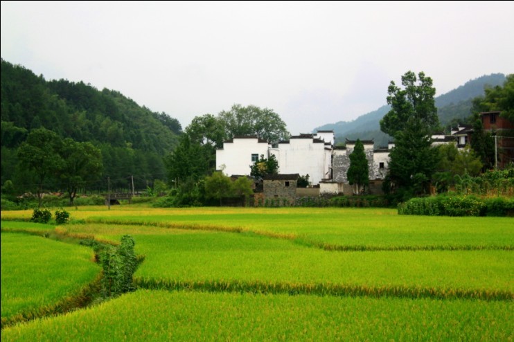 绿色田野.jpg