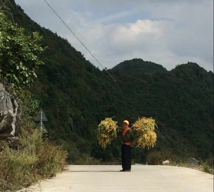 收割归来.jpg