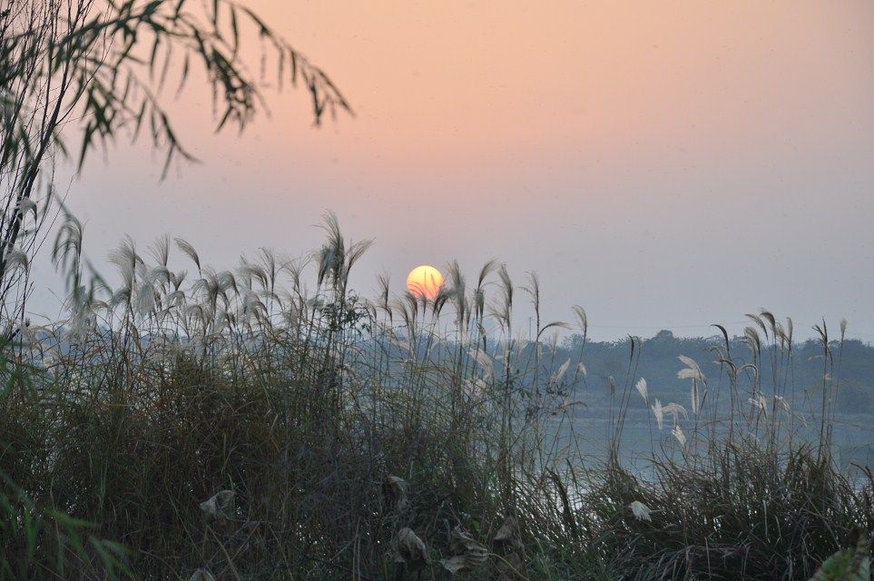 芦苇醉夕阳.png