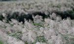 芦絮飞扬